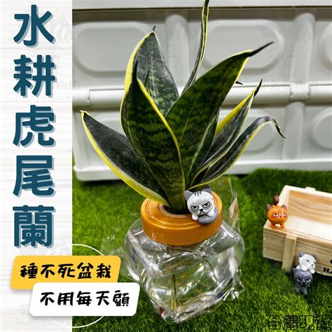 水耕虎尾蘭風水|虎尾蘭可以水培！水耕指南：保留細根長出新根 